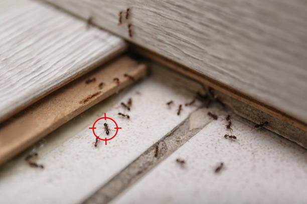 Best Best Pest Control Companies  in Ocean Pointe, HI