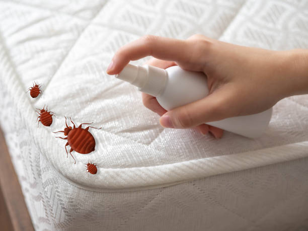 Best Local Pest Control Services  in Ocean Pointe, HI