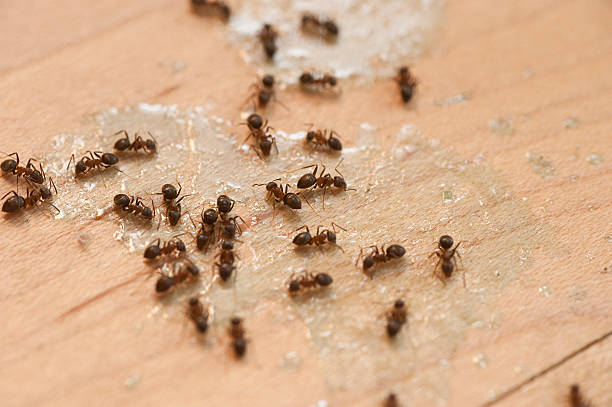 Best Wildlife Control Services  in Ocean Pointe, HI